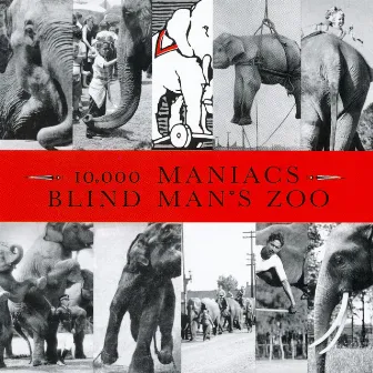 Blind Man's Zoo by 10,000 Maniacs