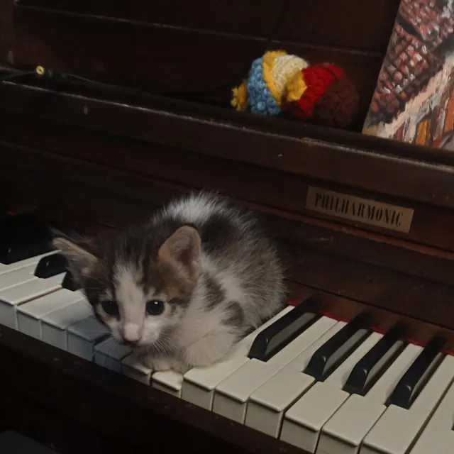 Vals para Mis Gatos Muertos