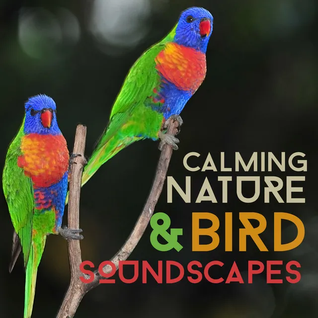 Calming Nature & Bird Soundscapes