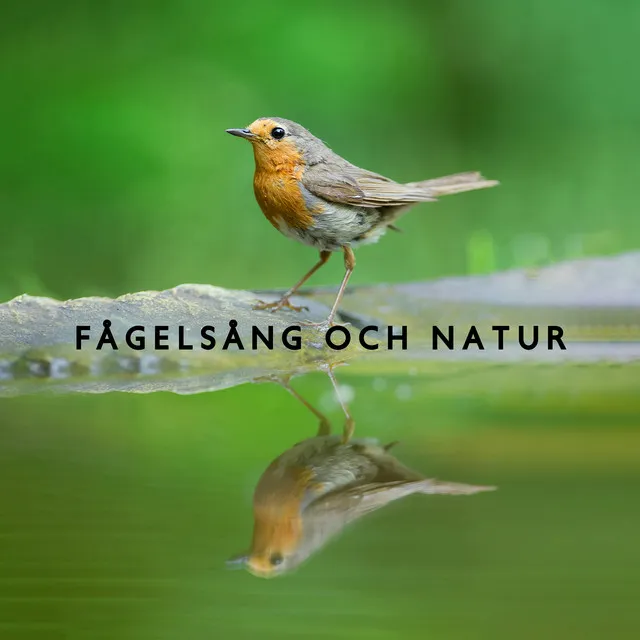 Fågelljud (avkopplande natur och musik)