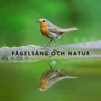 Fågelsång och natur (Instrumental musik) by Lugnt Naturparadis