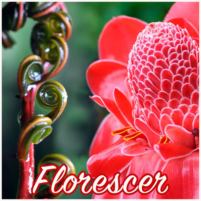 Florescer