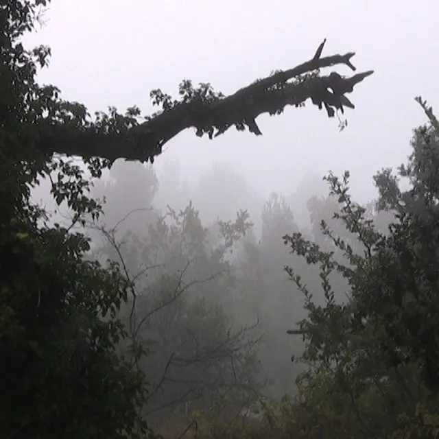 La brume, et la plume du poète qui inquiète