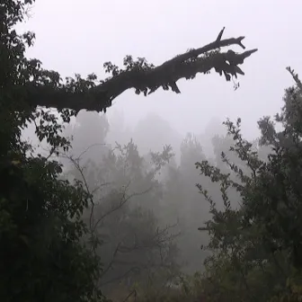 La brume, et la plume du poète qui inquiète by Carlos Guedes