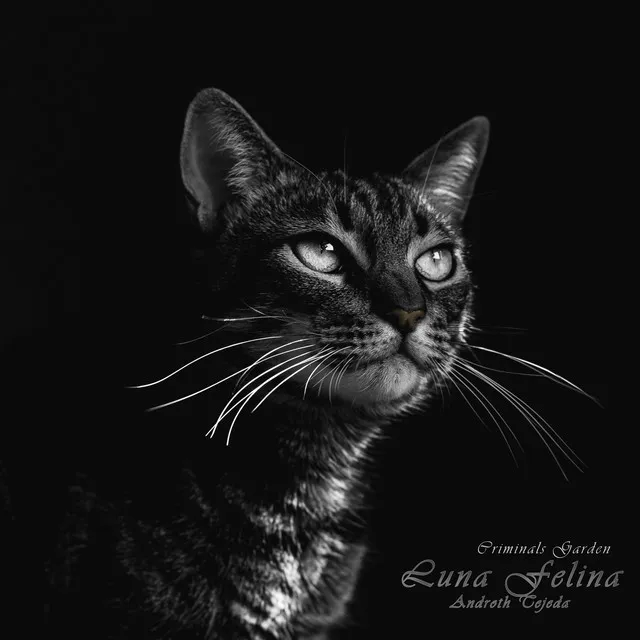 Luna Felina