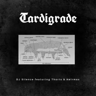 Tardigrade by DJ-Silence