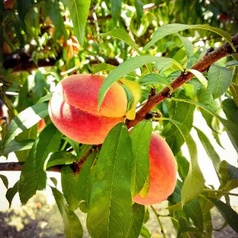 Peaches by James Tate