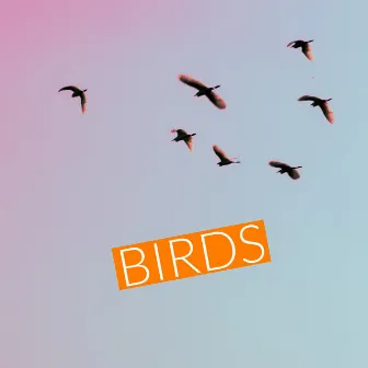 Birds by Alex Ashe