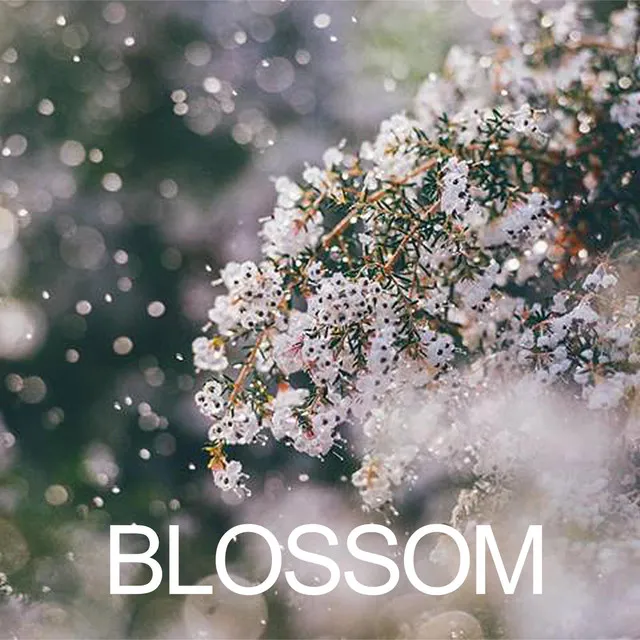 Blossom