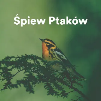 Śpiew Ptaków by Biały Szum Relaks