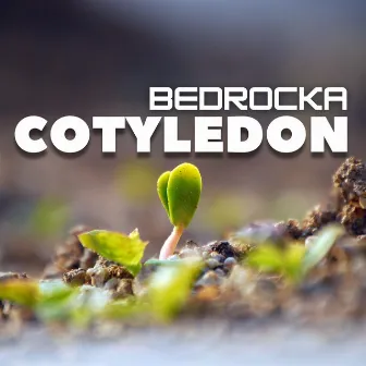 Cotyledon by BEDROCKA