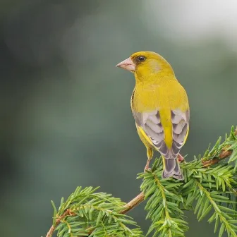 Feathered Melodies: Relaxing Harmonies of Singing Birds by Birds In The Forest