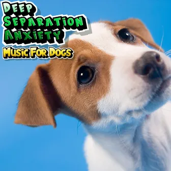 Calming Music To Relax Your Dog & Help With Separation Anxiety by Deep Separation Anxiety Music For Dogs