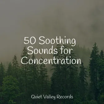 50 Soothing Sounds for Concentration by Musica para Massagem Especialistas