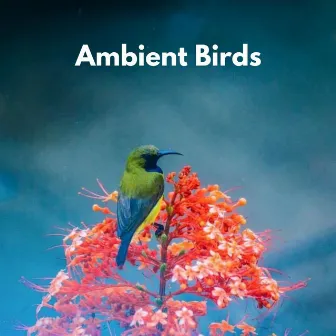 Ambient Birds by Vogelstimmen Welt