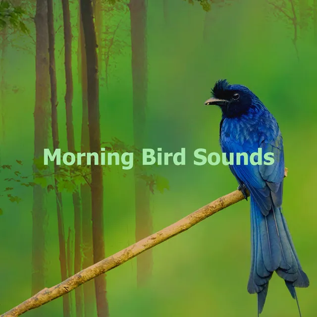 Morning Bird Sounds