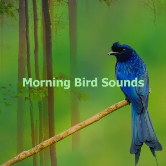 Morning Bird Sounds by Birds In The Morning