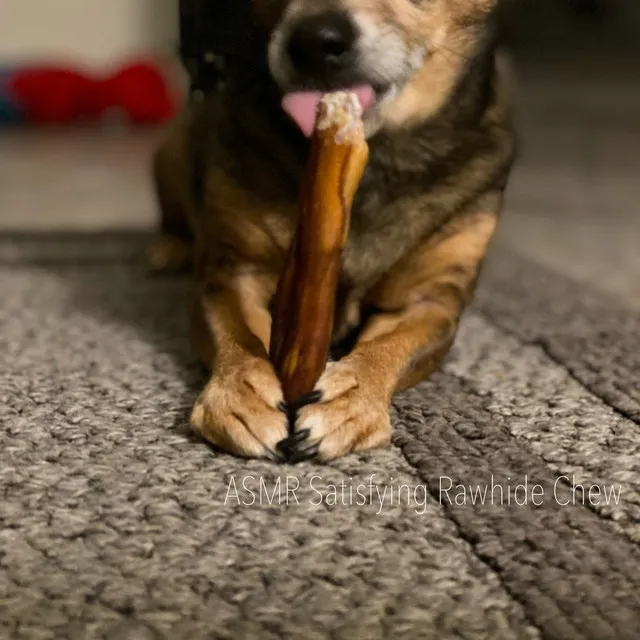 ASMR Satisfying Rawhide Chew