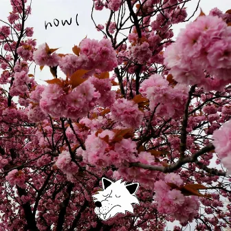 blossom by howl