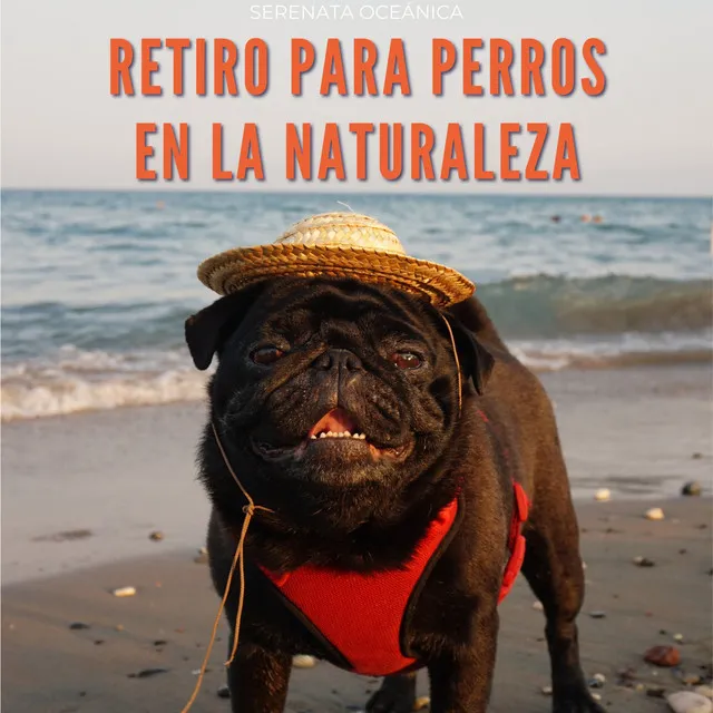 Retiro Para Perros En La Naturaleza: Serenata Oceánica