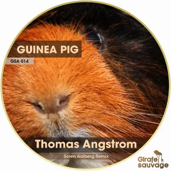 Guinea Pig by Thomas Angstrom