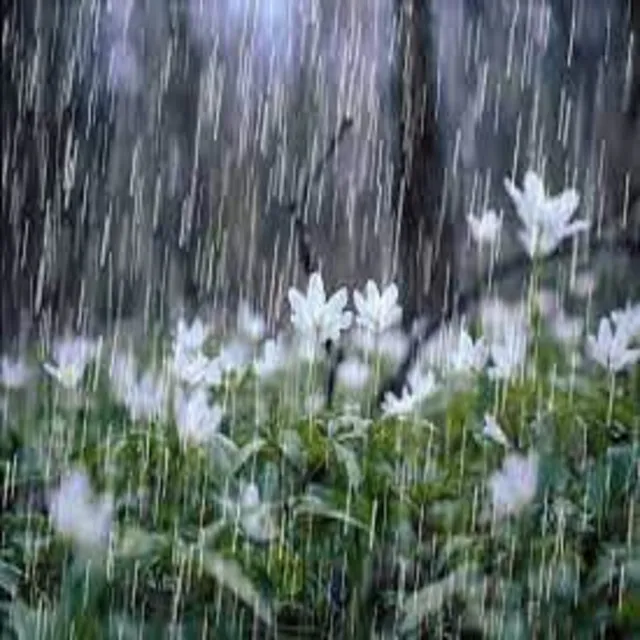 The Rain Dances on a Plastic Roof