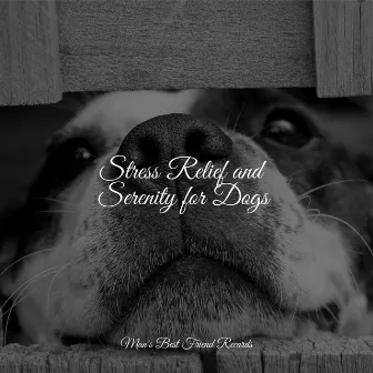 Stress Relief and Serenity for Dogs by Relaxing Music for Dogs