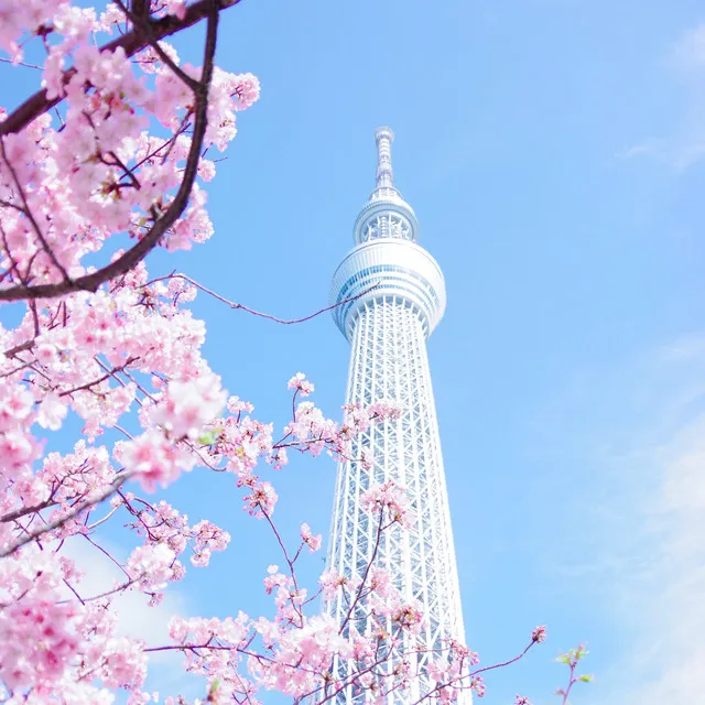 Tokyo Meditation