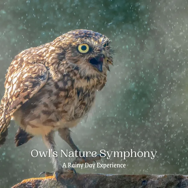 Owl's Nature Symphony: A Rainy Day Experience