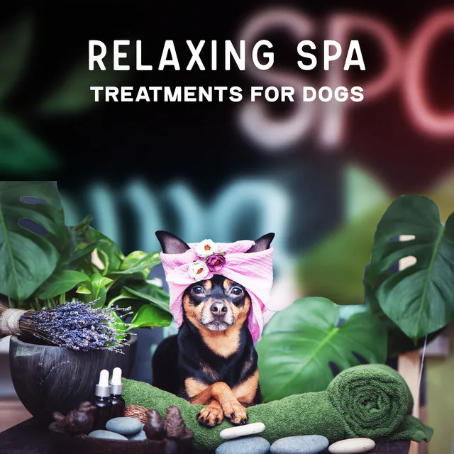 Relaxing Spa Treatments for Dogs