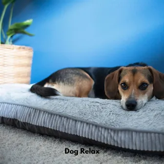 Dog Relax by Dog Sleep Academy