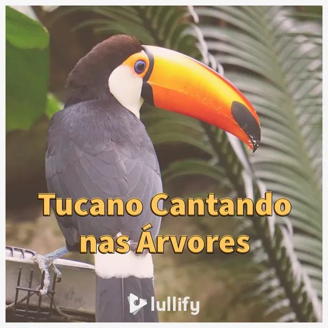 Tucano Cantando nas Árvores