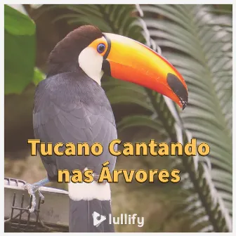 Tucano Cantando nas Árvores by Lullify Português