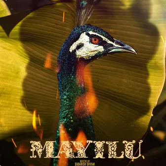 Mayilu by Vikram Varman