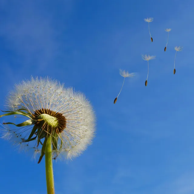 Dandelions (Lofi Version) [Cause Im In A Field Of Dandelions]