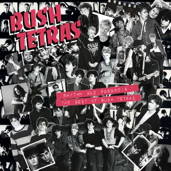 Rhythm and Paranoia: The Best of Bush Tetras by Bush Tetras