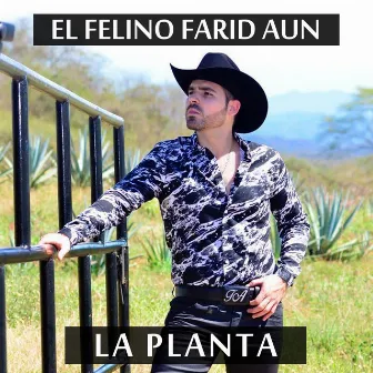 La Planta by EL FELINO FARID AUN