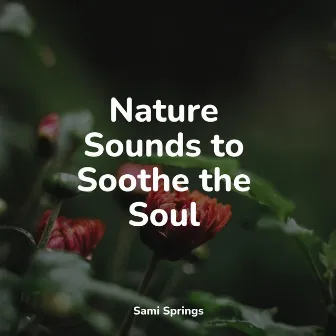 Nature Sounds to Soothe the Soul by Rain