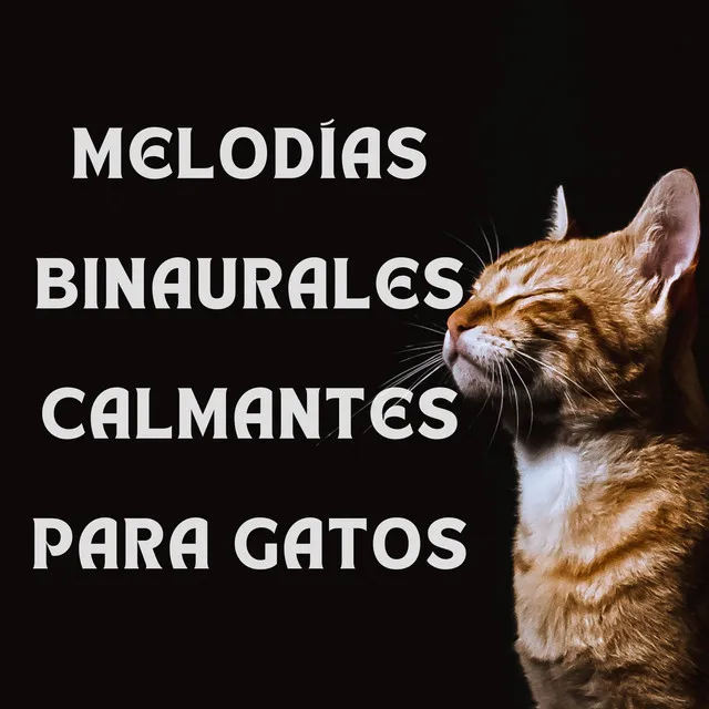 Musicoterapia relajante para gatos