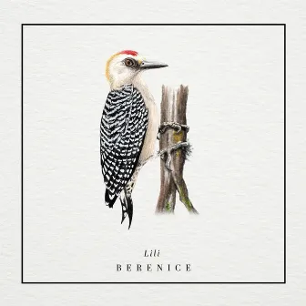 Lili by Berenice