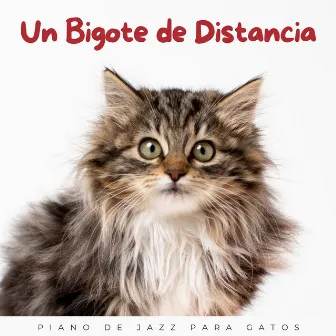 Un Bigote De Distancia: Piano De Jazz Para Gatos by Lista de reproducción de jazz ligero