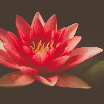 Lotus Blossom Tranquility by 