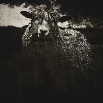 Black Sheep II by Bard