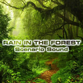 Rain in the Forest Scenario Sound by Forest Atmosphere Sounds