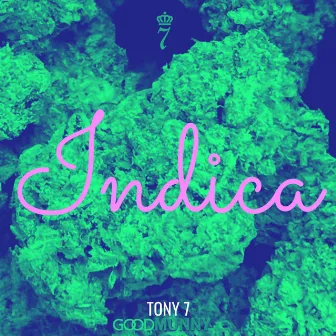 Indica by TONY 7