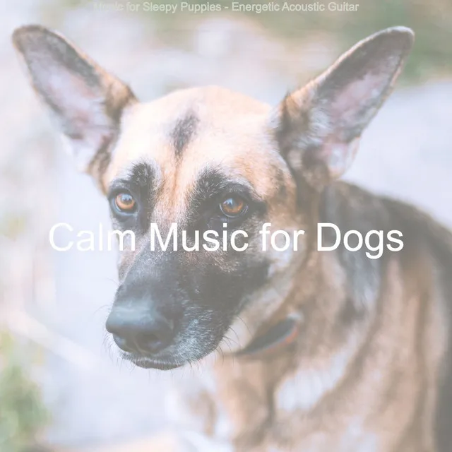 Energetic Music for Relaxing My Dog