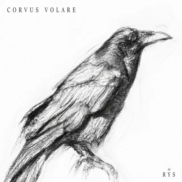 Corvus Volare