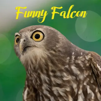 Funny Falcon by Sweet Dreams