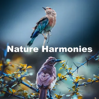 Nature Harmonies by Beyond North