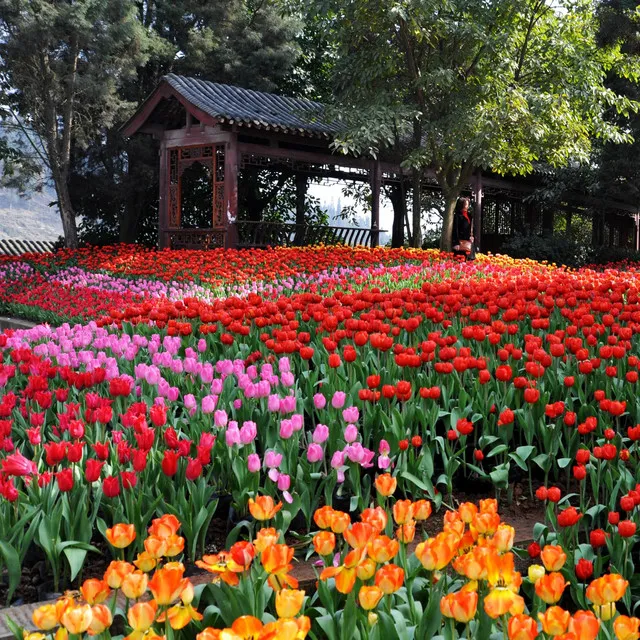 花舞人间(四川新津和攀枝花景区宣传歌曲）